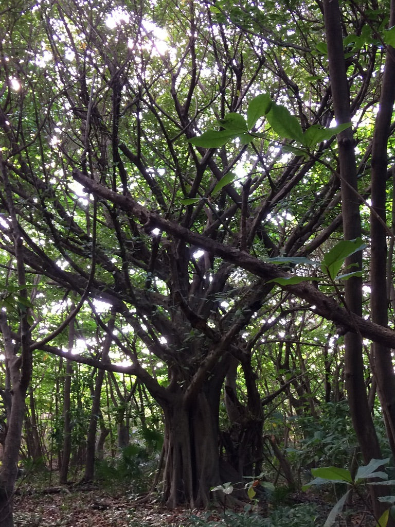 Our sustainable alcohol-free spirits